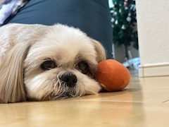 かえで「サマーカット🐶」