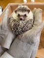 chiko