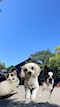 プロフィール写真7・びびこ しおり|BAR Lio・リオ - 刈谷のガールズバー