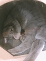 chiko