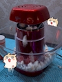 chiko