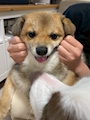 chiko