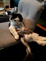 chiko