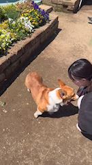 プロフィール動画