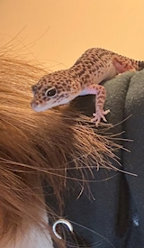 れおぱ飼ってます