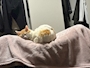 プリティウーマン