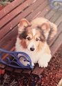 chiko