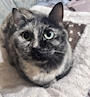 chiko