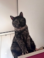 chiko