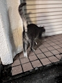 chiko