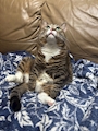 chiko