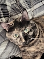 chiko