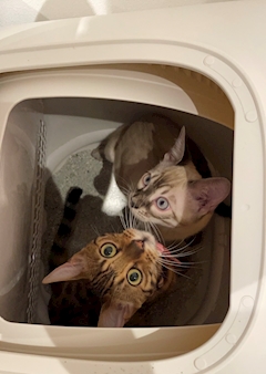 プロフィール写真7・ゆきほ｜Girl's Bar RAISE・レイズ - 高円寺のガールズバー