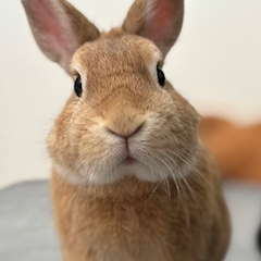 プロフィール写真3・りんのすけ｜Concafe & Lounge Gilgamesh・ギルガメッシュ - 池袋東口のコンカフェ