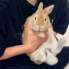 プロフィール写真7・りんのすけ｜Concafe & Lounge Gilgamesh・ギルガメッシュ - 池袋東口のコンカフェ