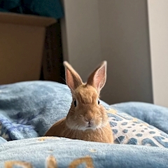 プロフィール写真4・りんのすけ｜Concafe & Lounge Gilgamesh・ギルガメッシュ - 池袋東口のコンカフェ