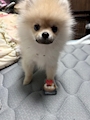 chiko