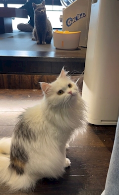 いお シュシュ新橋烏森「zᶻ」