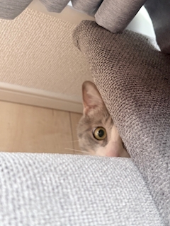 ちょう「(●°u°●)​ 」」
