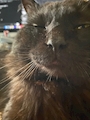 chiko