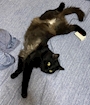 chiko