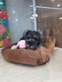 chiko