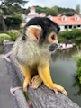 chiko