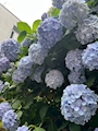 新着ブログ 梅雨