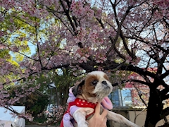 ゆめ「😷🌡️」