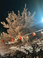 新着ブログ 夜桜🌸