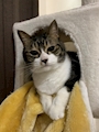 chiko
