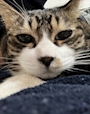 chiko