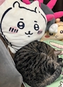 chiko