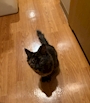 chiko