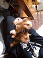 chiko