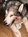 chiko