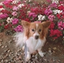 chiko