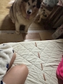 chiko