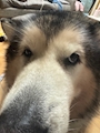 chiko