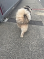 chiko