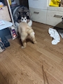 chiko