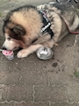 chiko