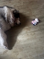 chiko