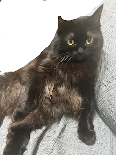 プロフィール写真3・つくし｜焼肉とバニーガール 名古屋 錦店 - 名古屋 錦のガールズバー