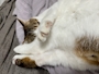 chiko