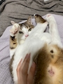 chiko