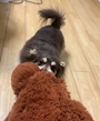 chiko
