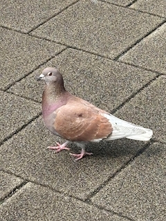 プロフィール写真1・けい|朝からやっているカラオケCafe&Bar CRAZY HORSE・クレイジーホース - 池袋西口(北)のガールズバー