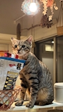chiko