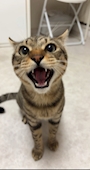 chiko